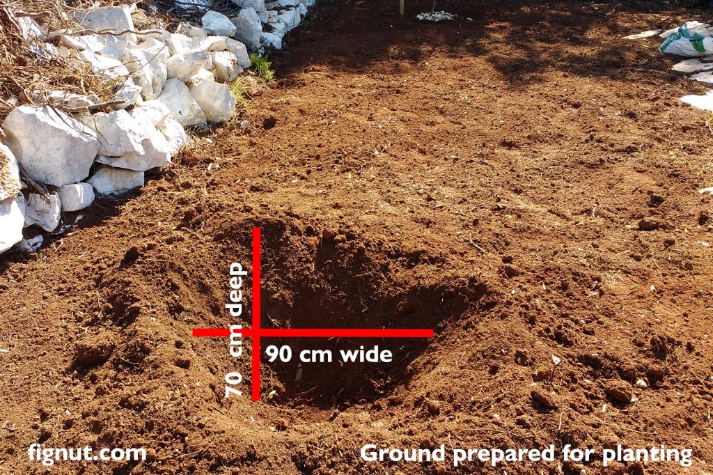 Ground with hole prepared for planting
