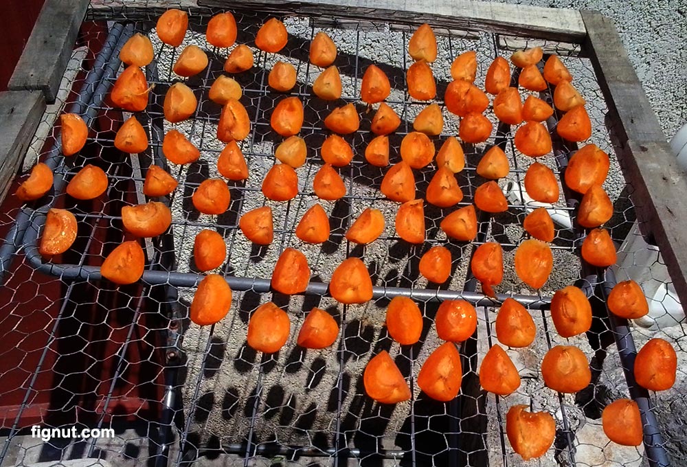 How to Dry Apricots in the Sun - fresh apricots on the drying tray
