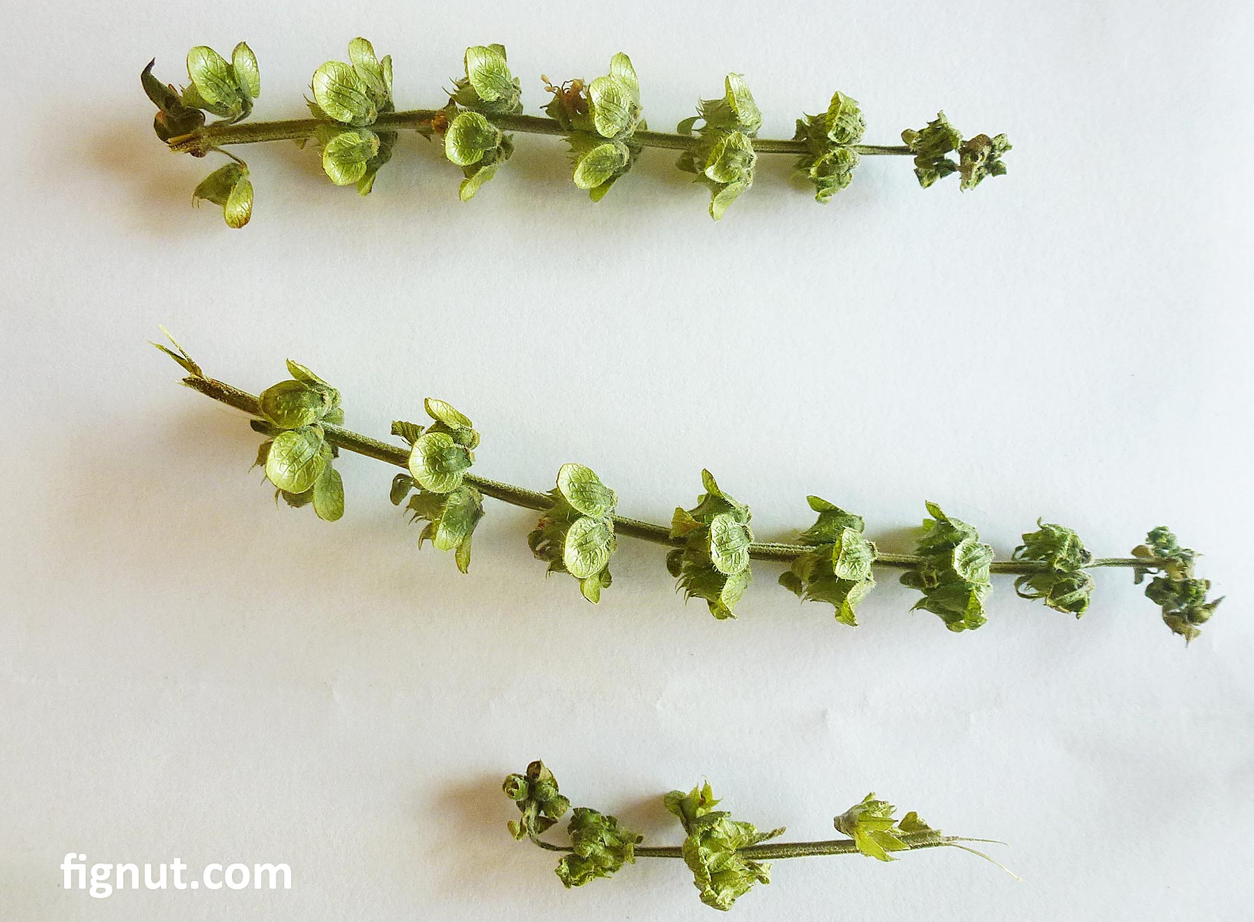 How to Save Basil Seeds Herbs FigNut