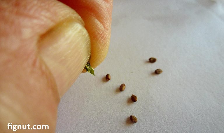 How to Save Basil Seeds - Herbs - FigNut