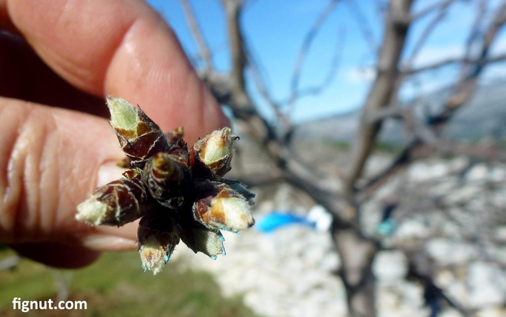 Almond tree buds with traces of dormant oil copper spray applied just a week earlier