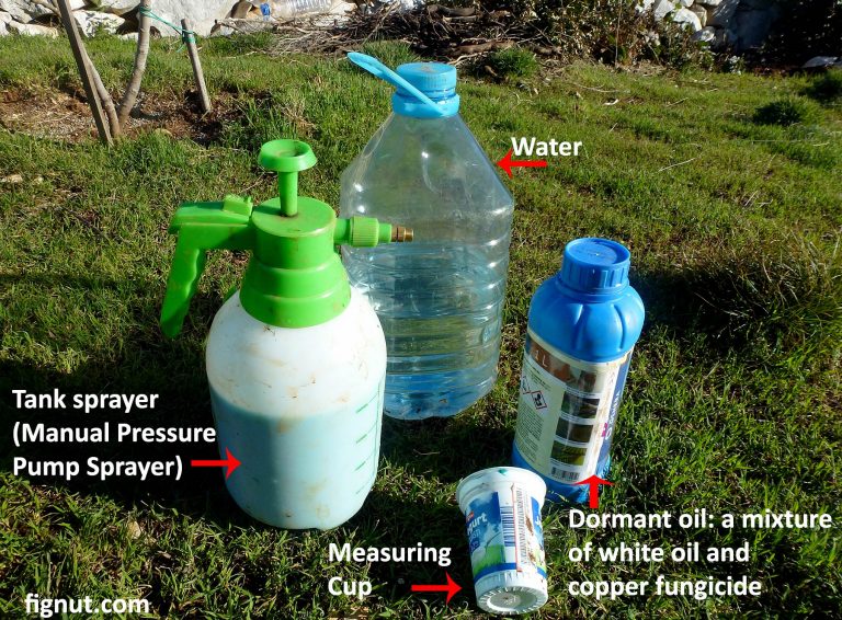 Dormant Oil Sprays On Fruit Trees (With Photos & Videos) FigNut