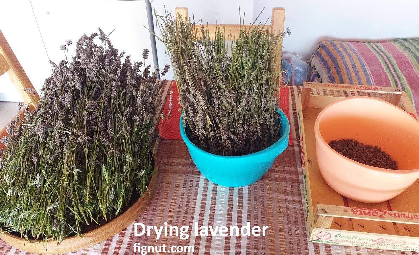 How To Dry Lavender Flowers And Leaves At Home Fignut 9364