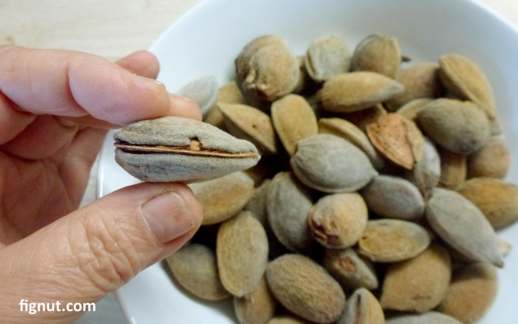 Harvesting Almond Trees How and When to Harvest FigNut
