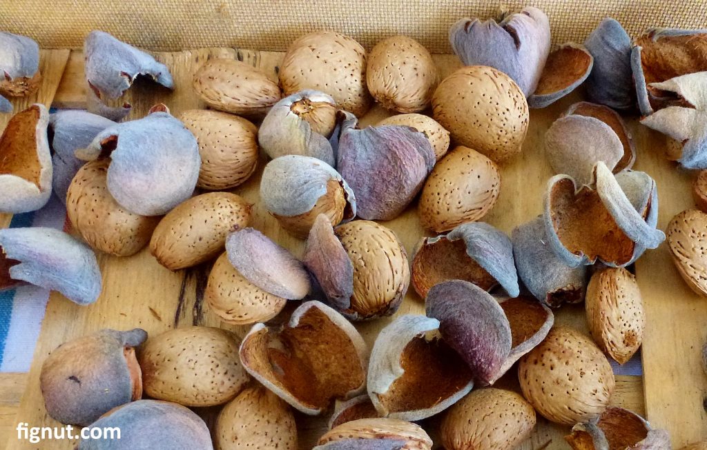 Harvesting Almond Trees - How and When to Harvest - FigNut