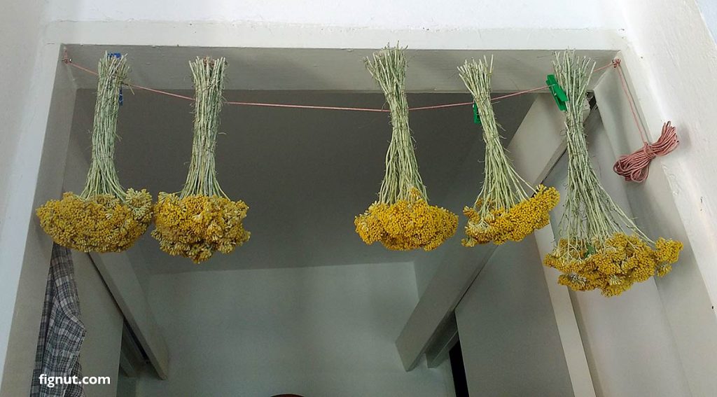 drying 10 soft stems per bunch of Immortelle