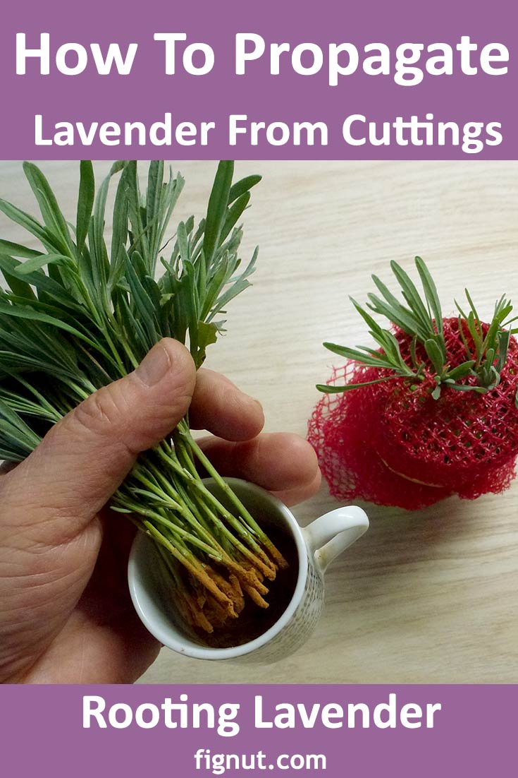 How To Propagate Lavender From Cuttings with Photos & Video