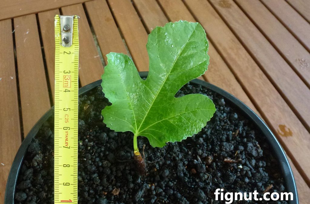 tiny fig tree that I moved today in the large pot