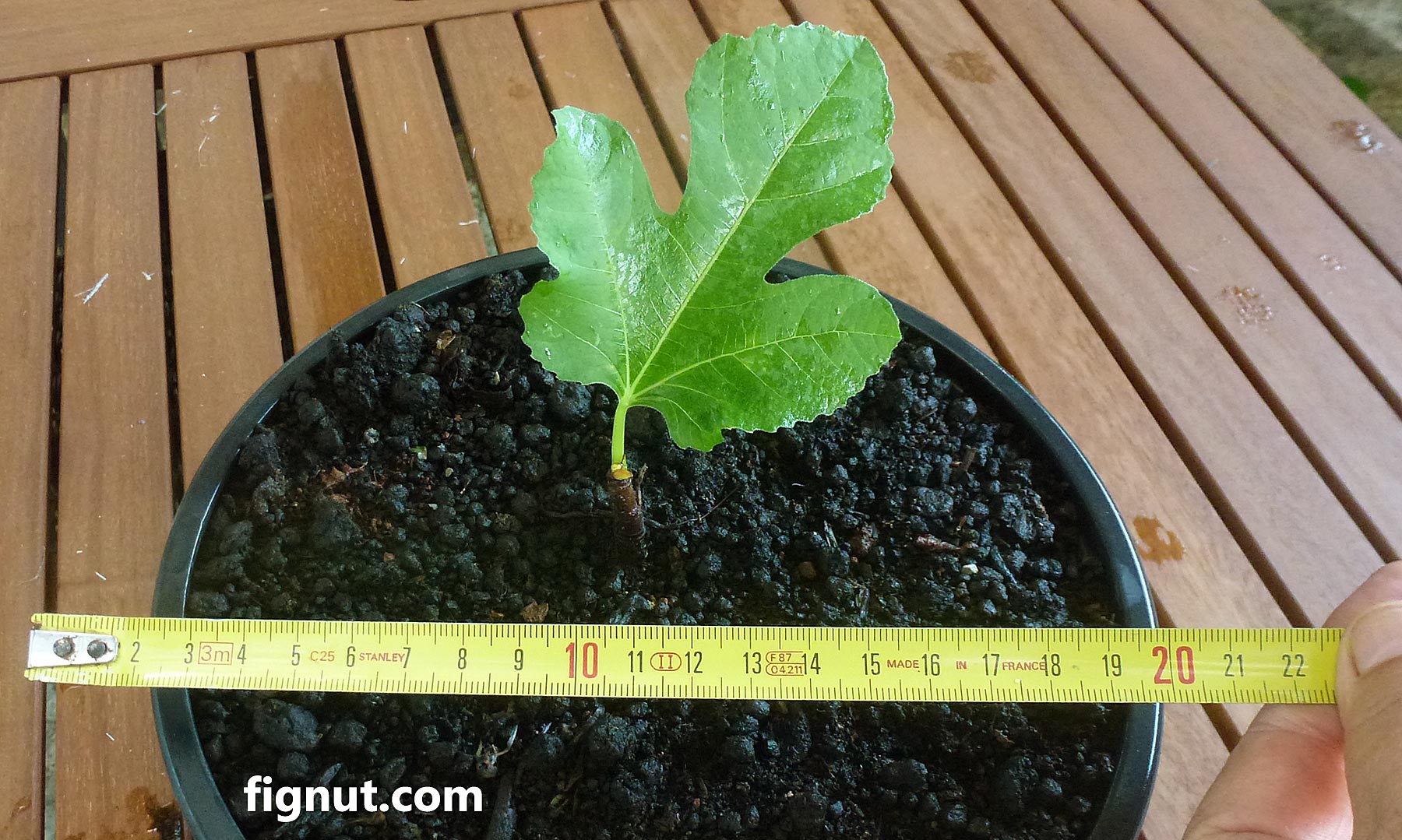 how-to-start-a-fig-tree-from-a-cutting-rooting-figs-fignut