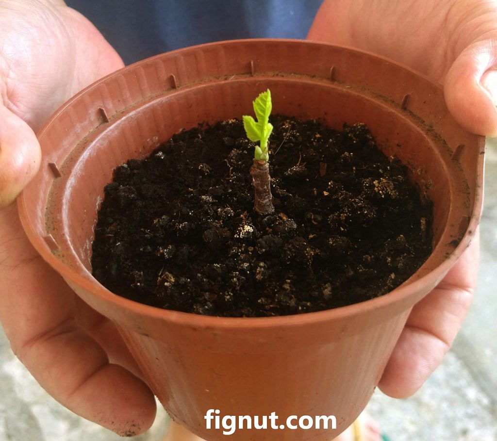 my baby fig tree started from a cutting