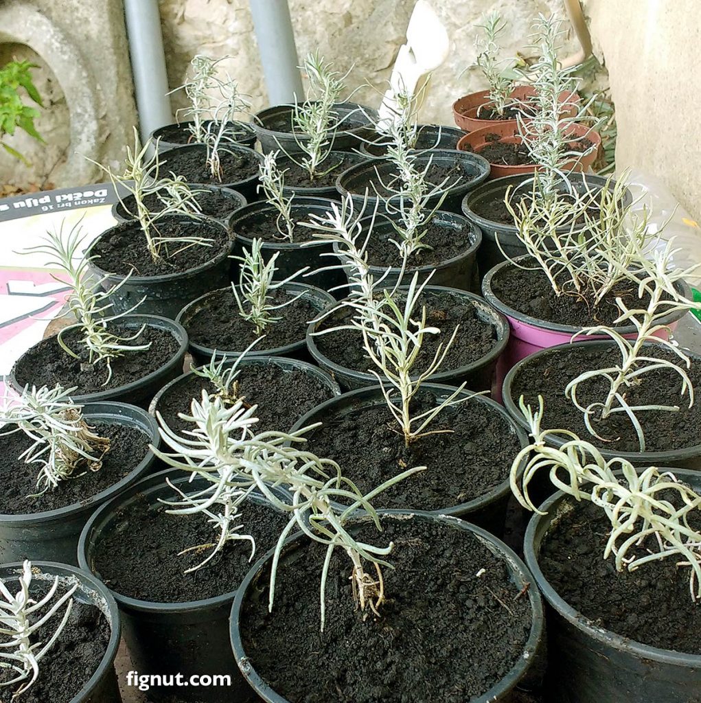 immortelle baby plants grown from cuttings