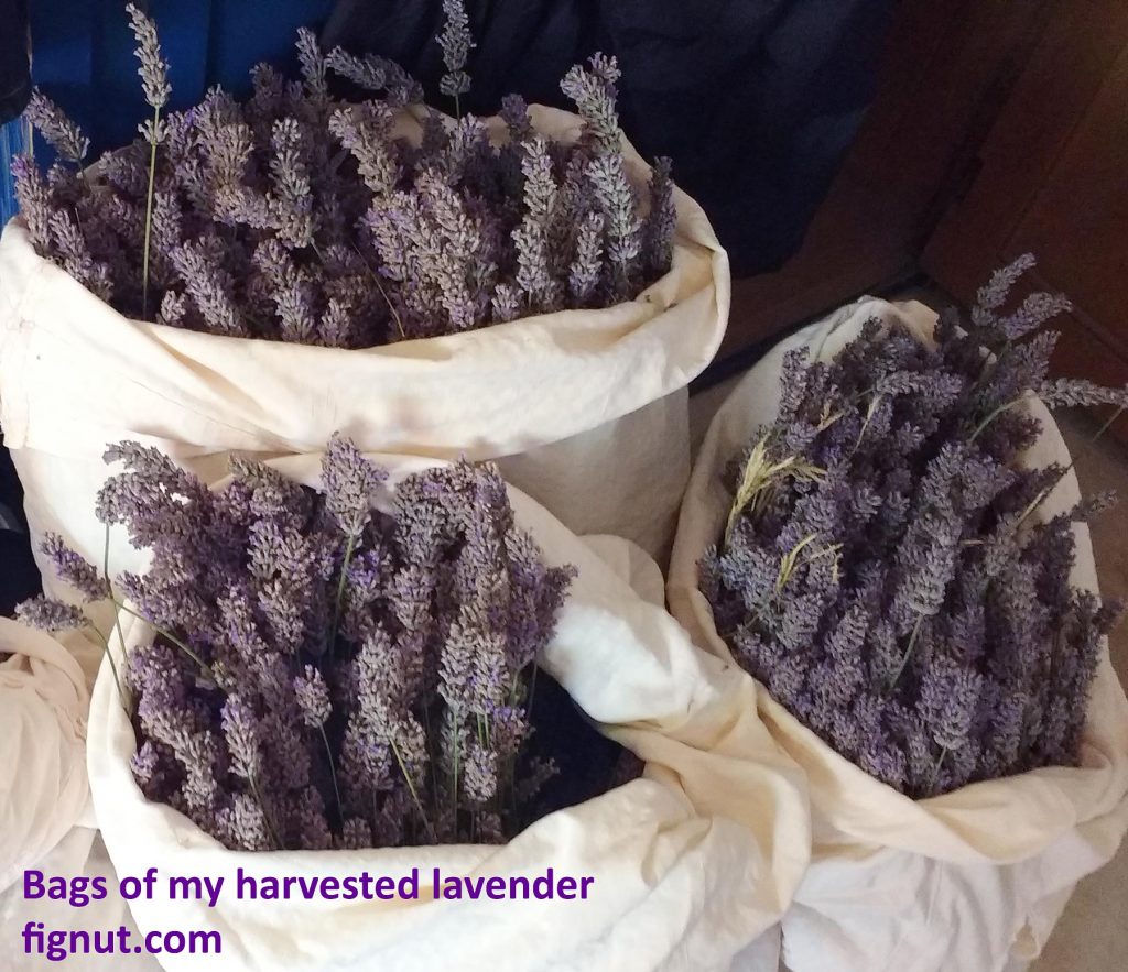 Bags of my lavender placed in the corner of the room, ready to dry