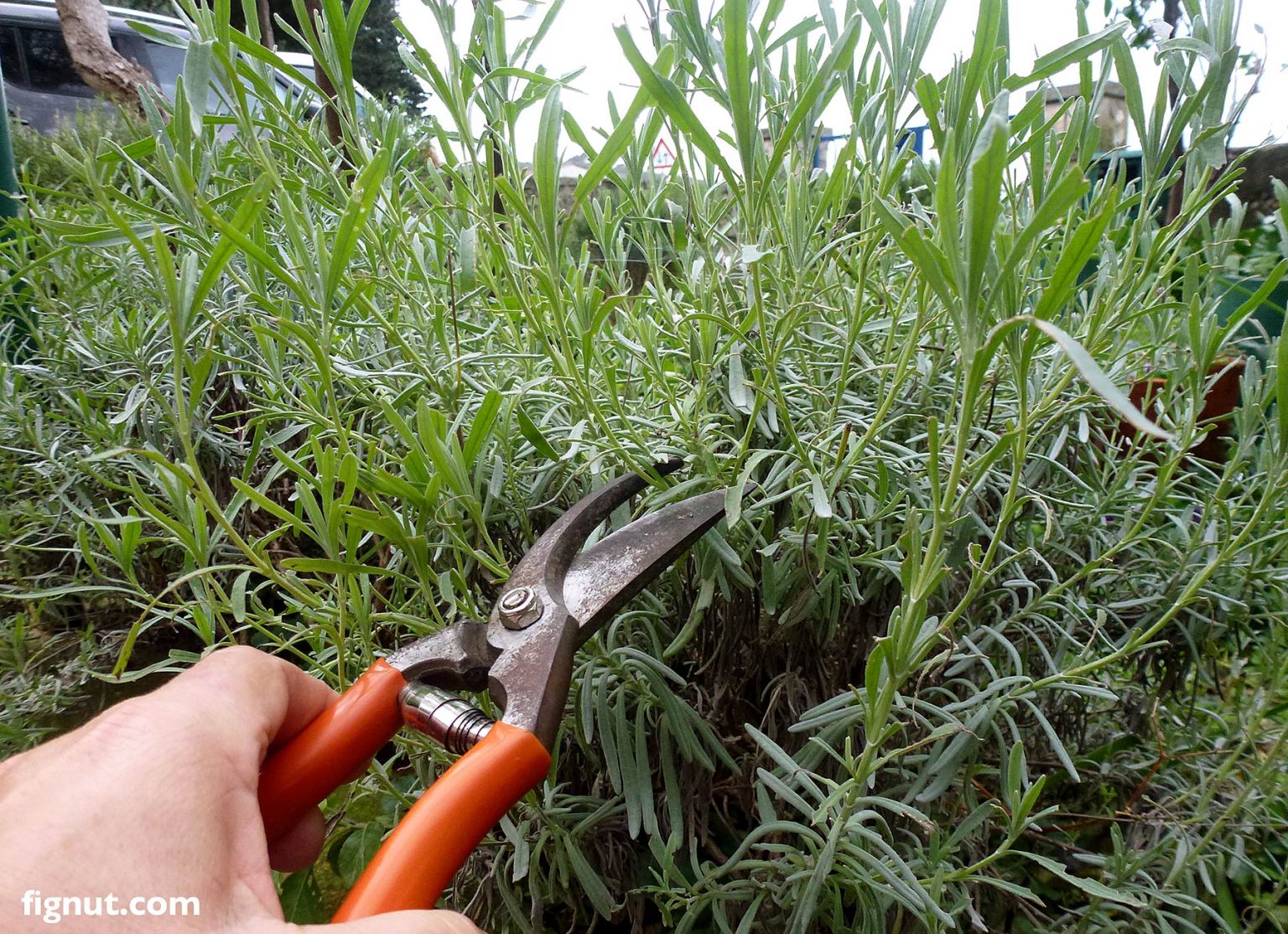 How To Propagate Lavender From Cuttings (with Photos & Video)