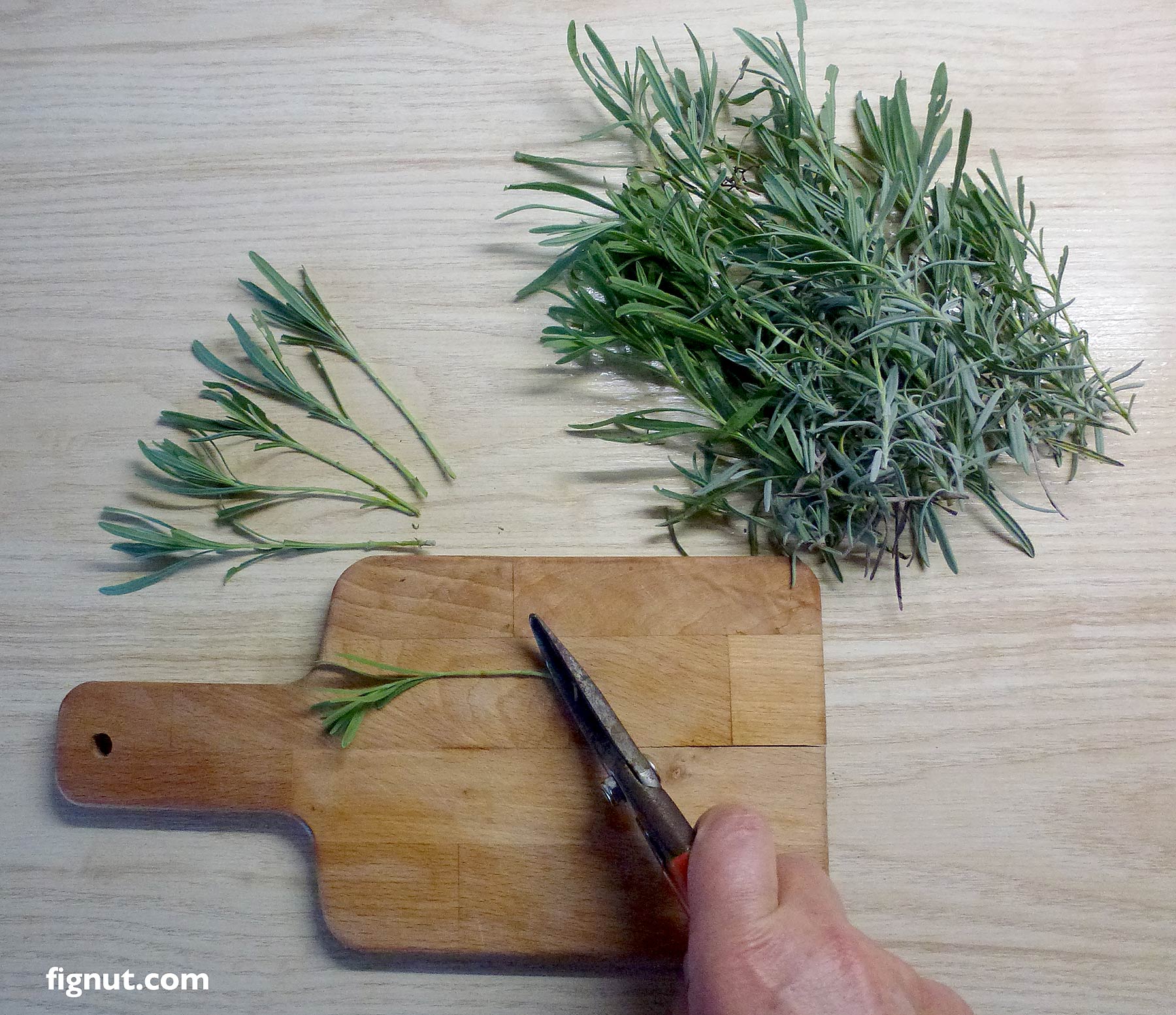 How To Propagate Lavender From Cuttings (with Photos & Video)