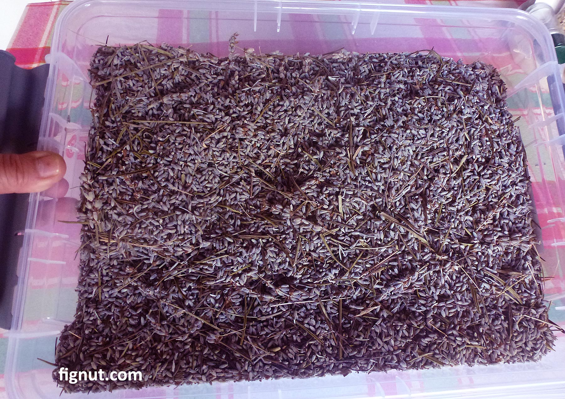 How to Store Dried Lavender Flowers, Buds and Leaves FigNut