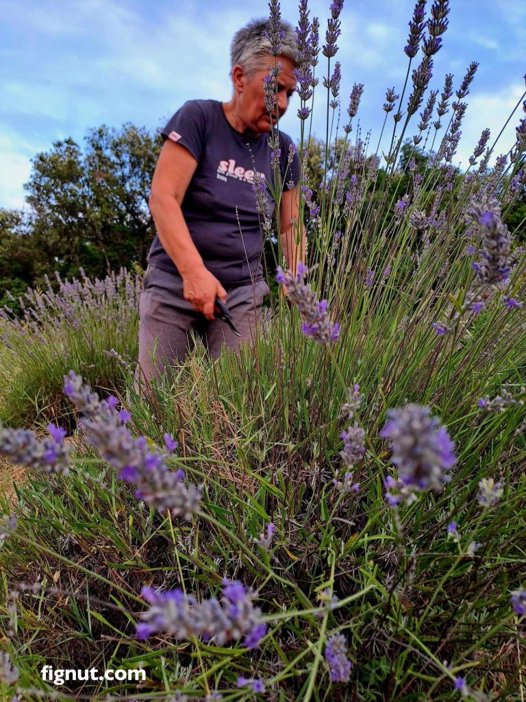 It's me, harvesting lavender