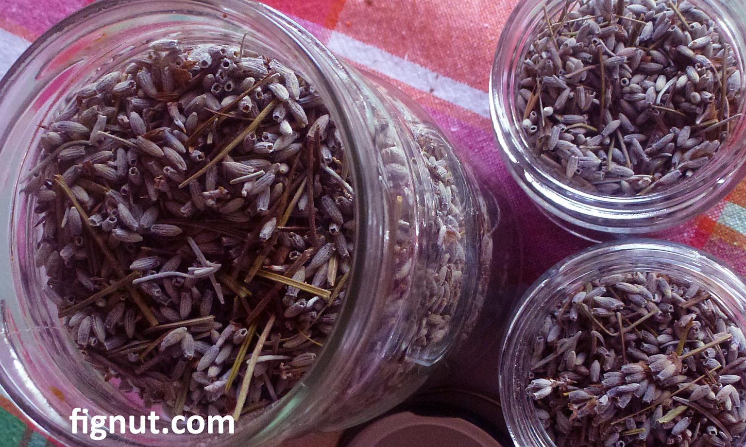 How To Store Dried Lavender Flowers Buds And Leaves Fignut 5034