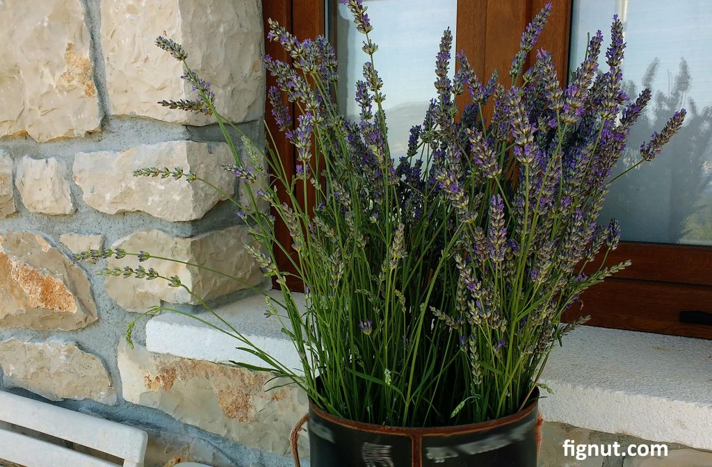 Freshly cut lavender flowers