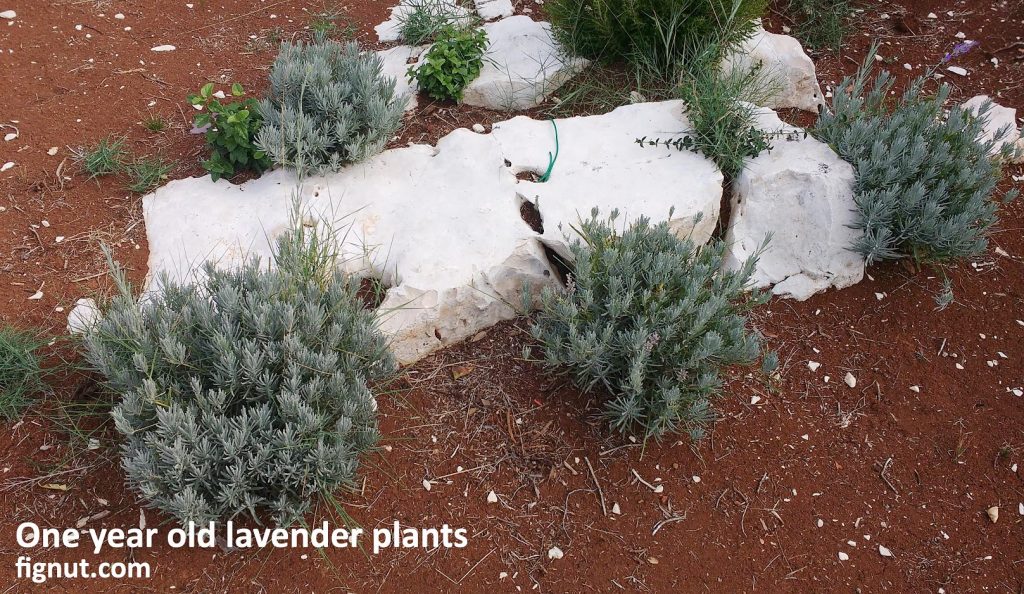 One year old lavender plants that I grown from cuttings