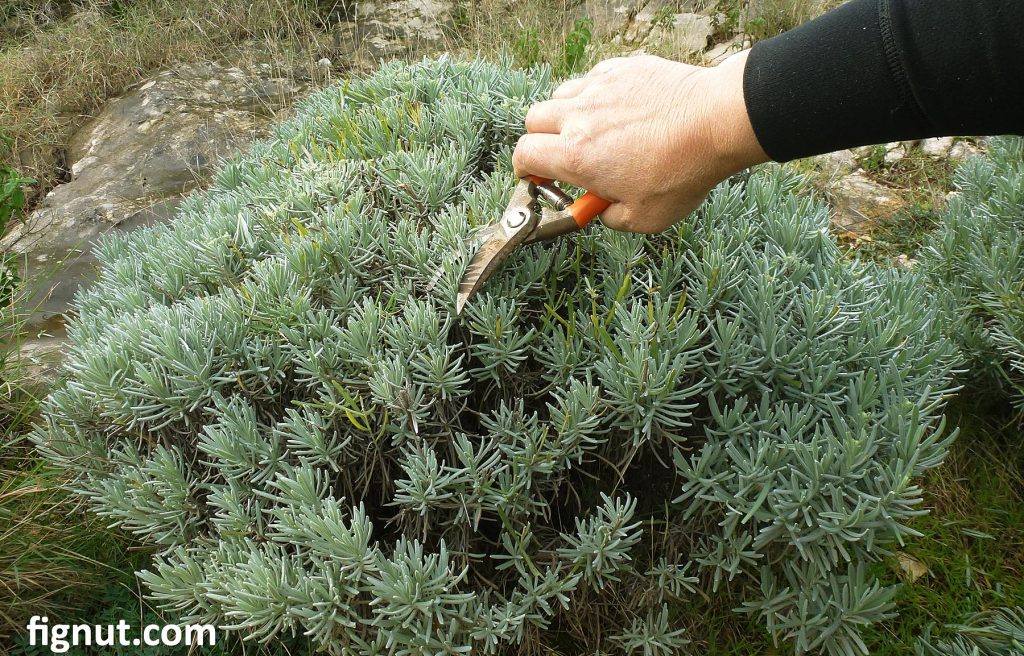 Pruning Lavender in autumn or early spring 