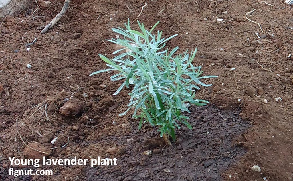 Young lavender propagated from cuttings, just planted in the ground from the pot
