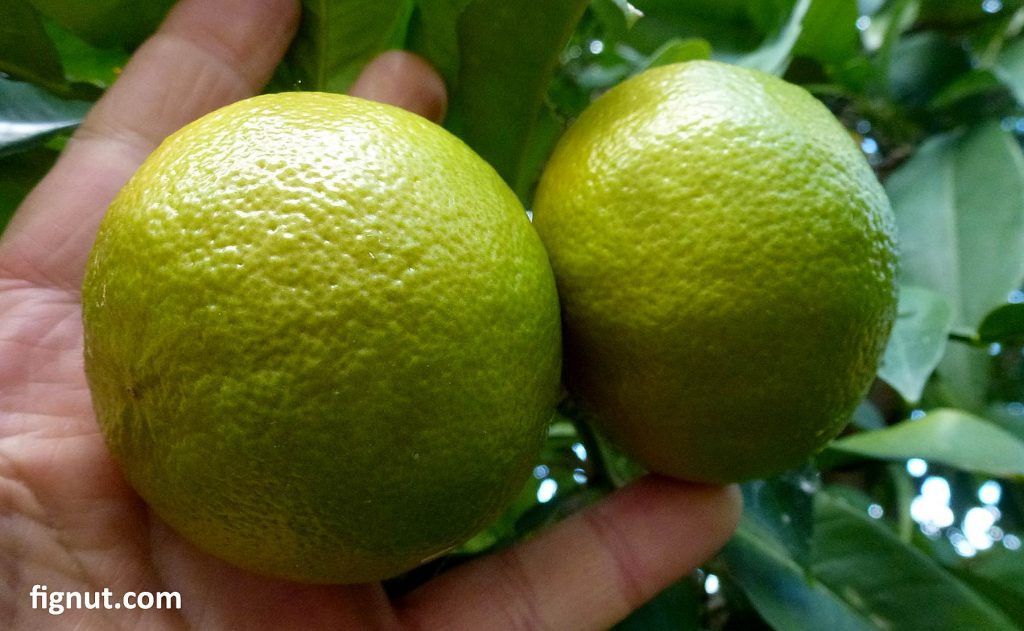 Green oranges at our trees are not ready for harvest yet