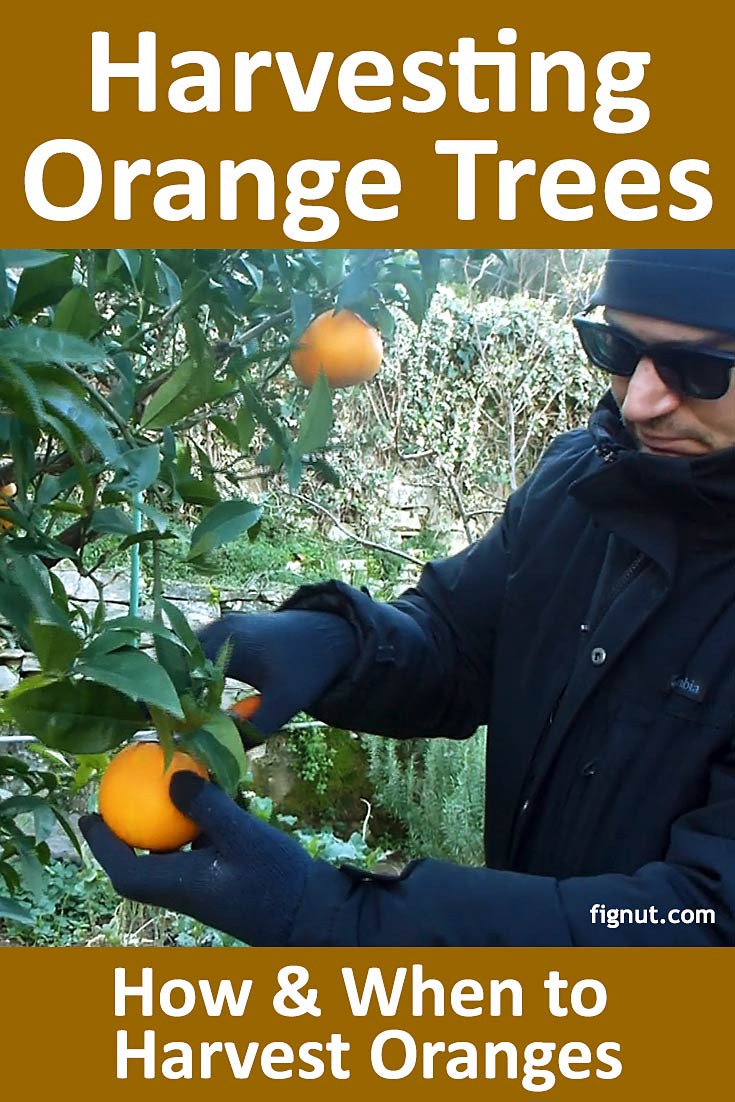 orange tree photo