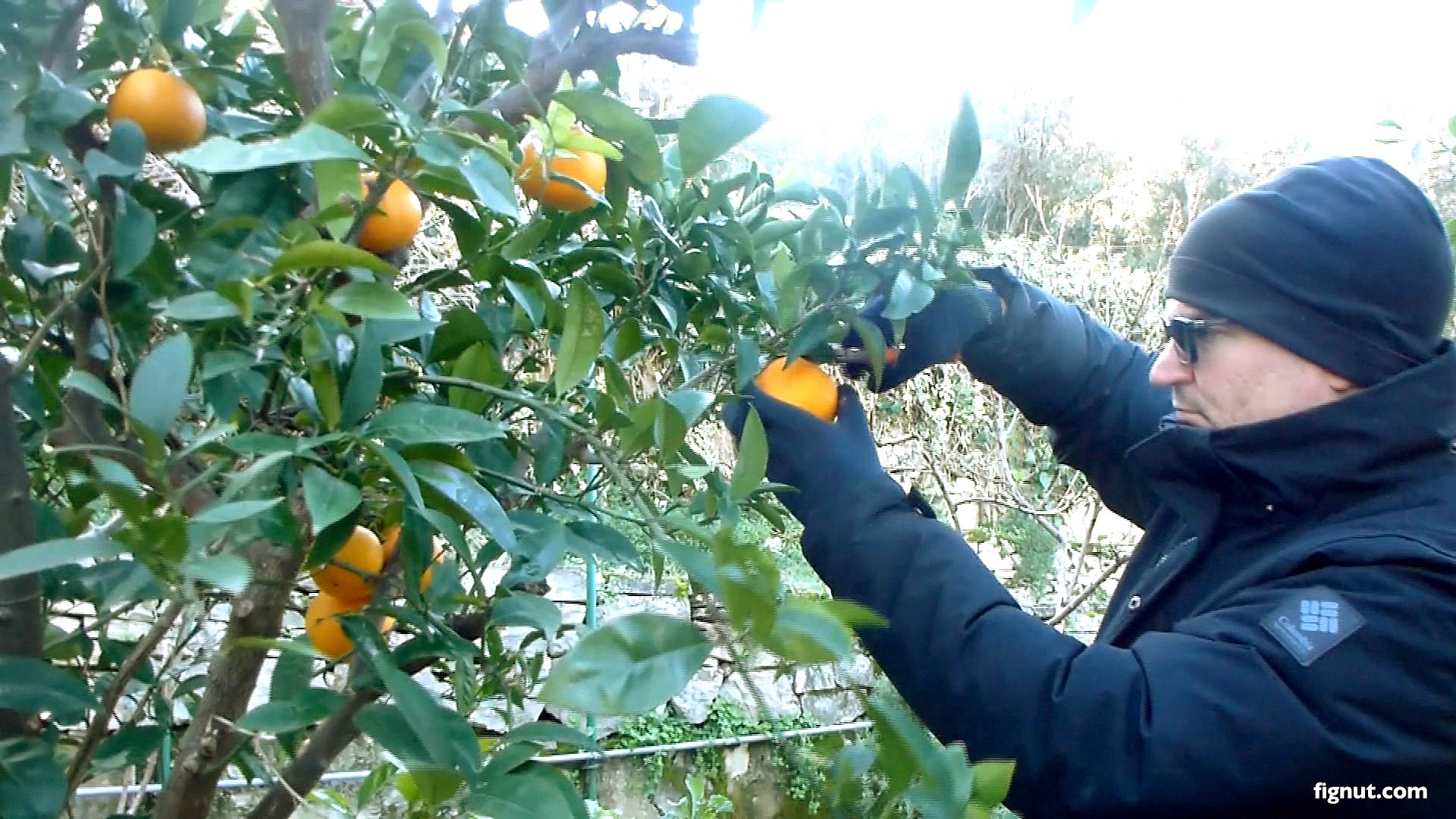 Harvesting Oranges (How and When to Harvest Oranges) FigNut
