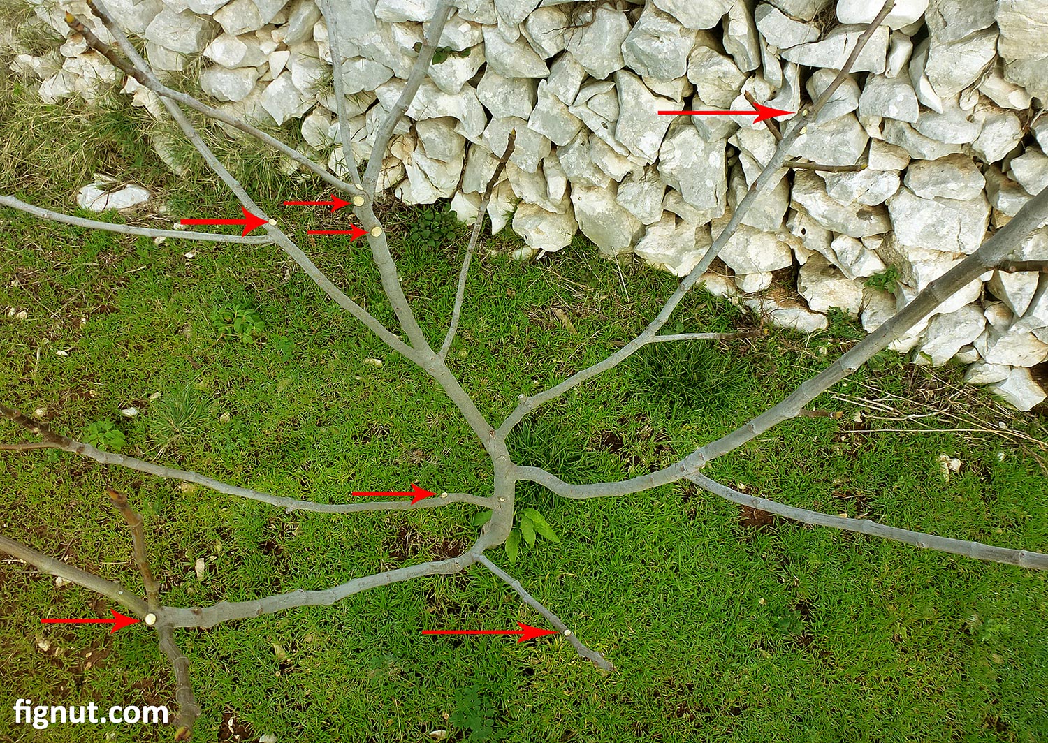 Pruning Fig Trees (With Photos and Video) FigNut