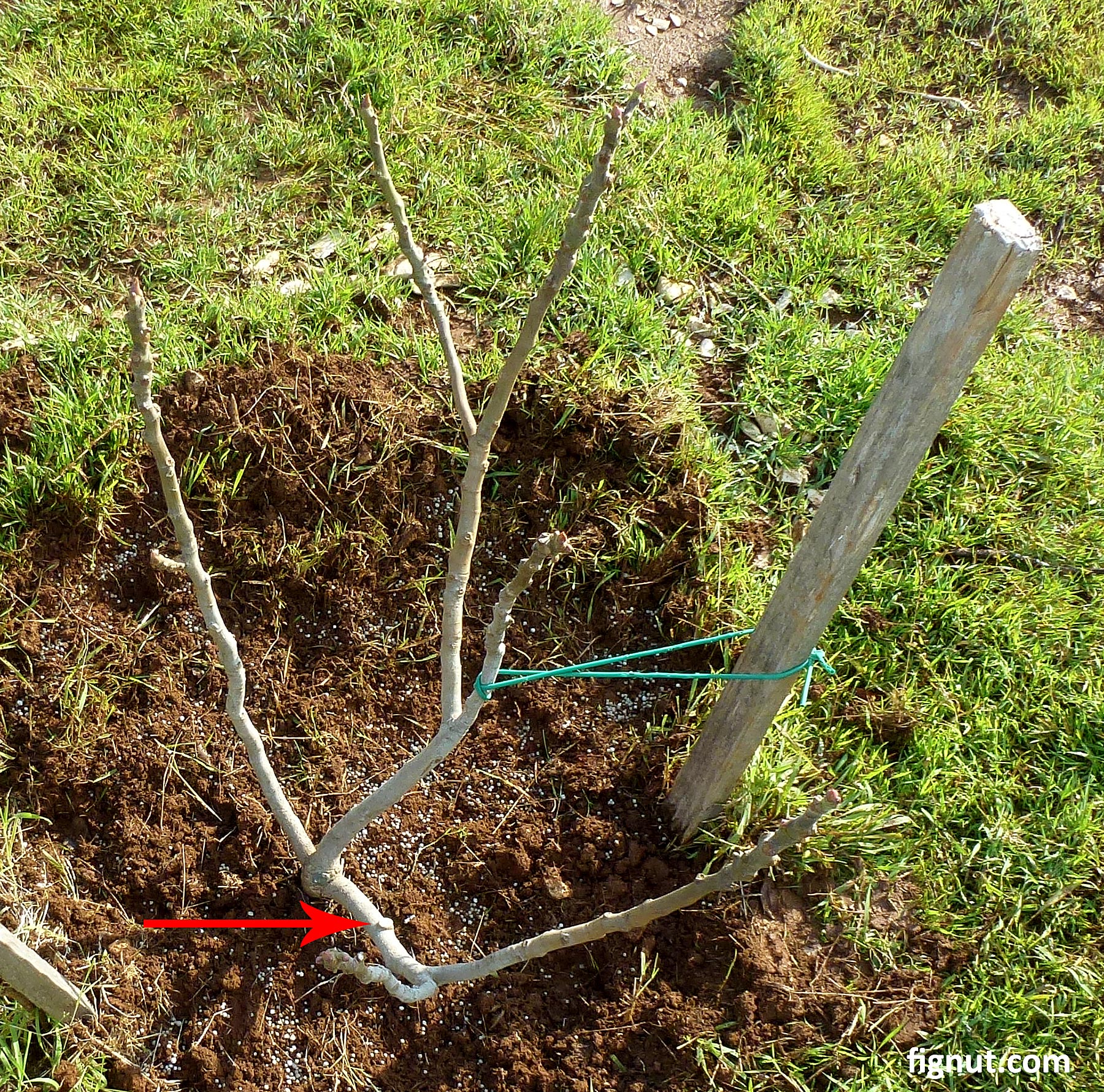 Pruning Fig Trees (With Photos and Video) - FigNut