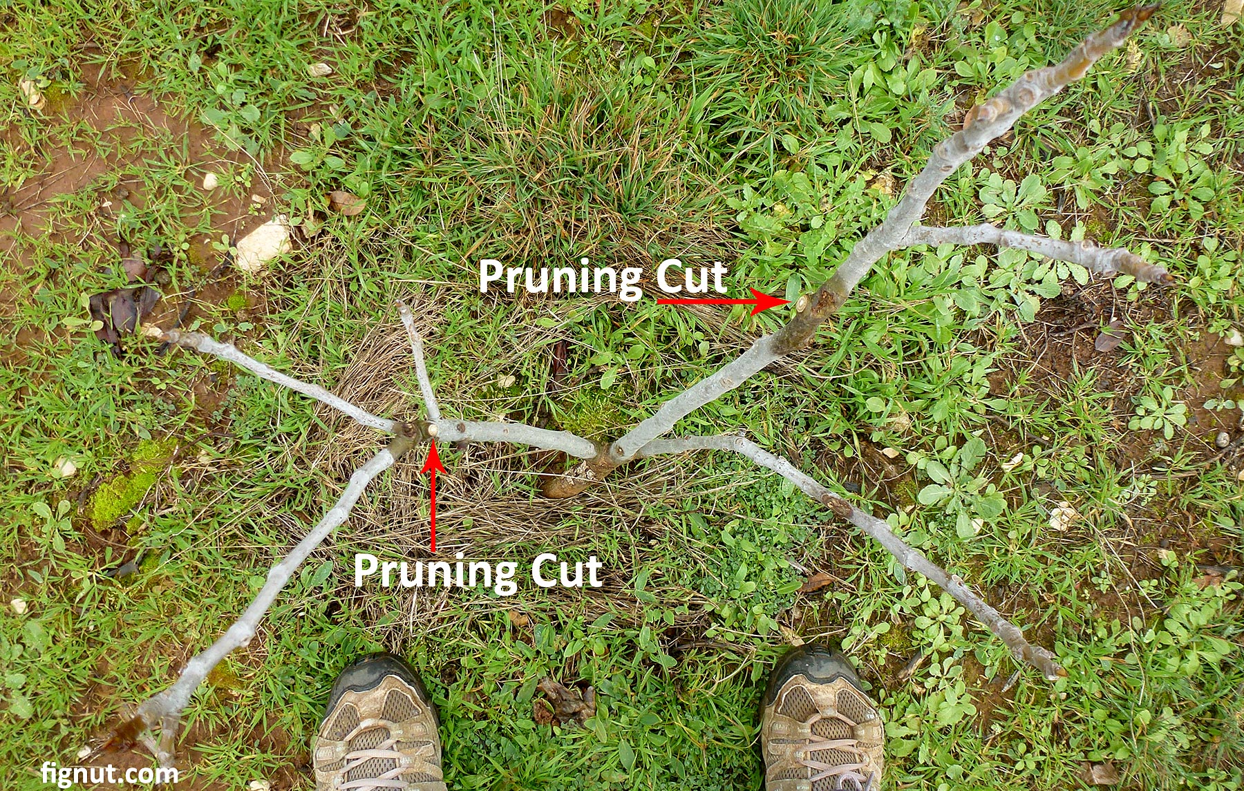 Pruning Fig Trees (With Photos and Video) - FigNut