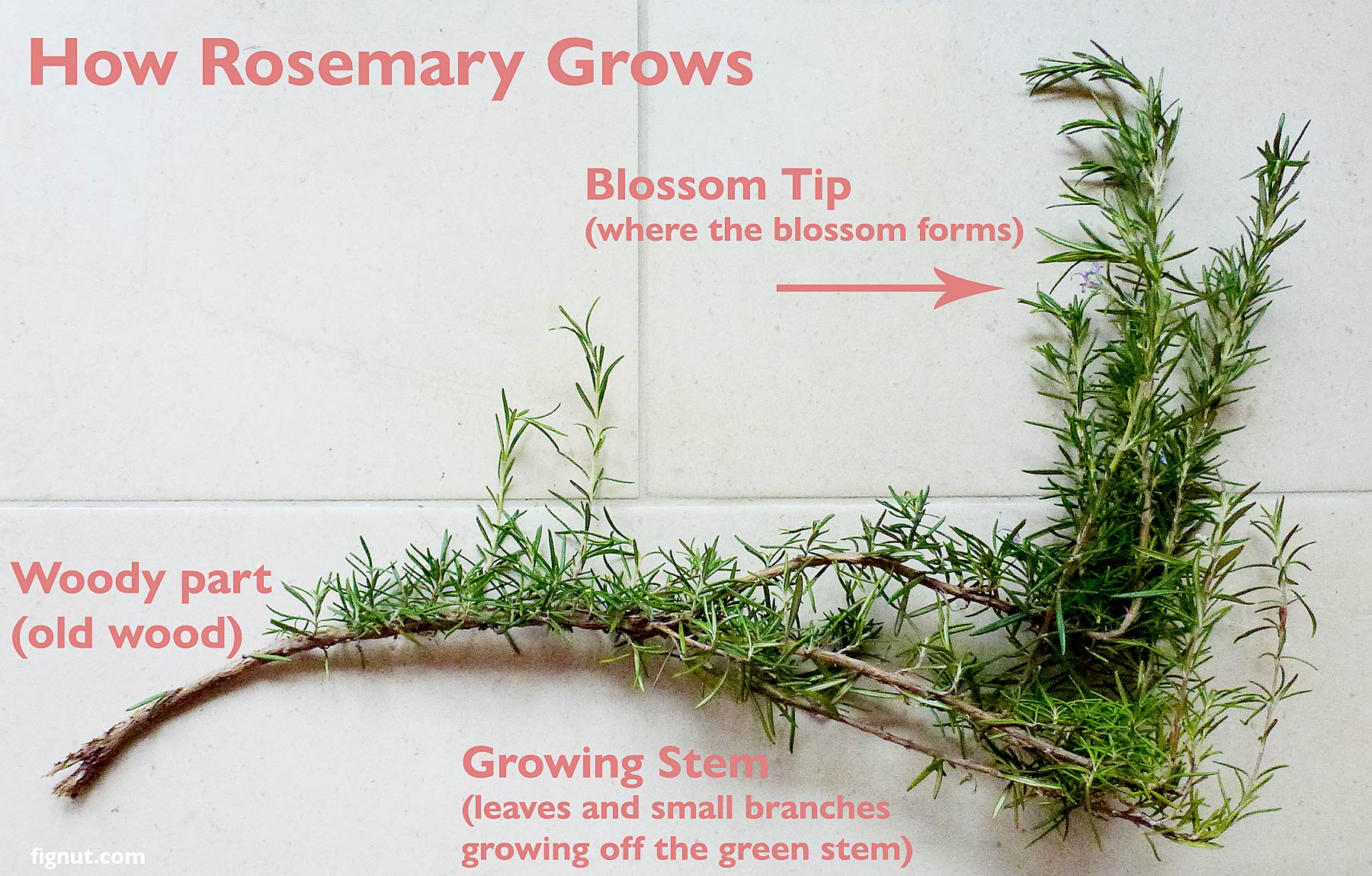 How to Prune Rosemary (with Photos & Video) FigNut