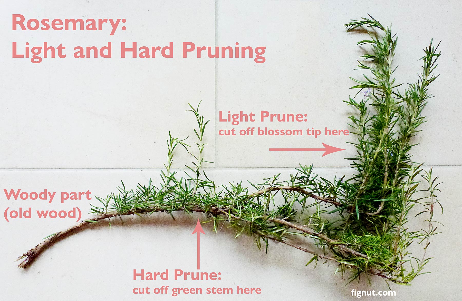 How To Cut Back Rosemary At Brian Nelson Blog