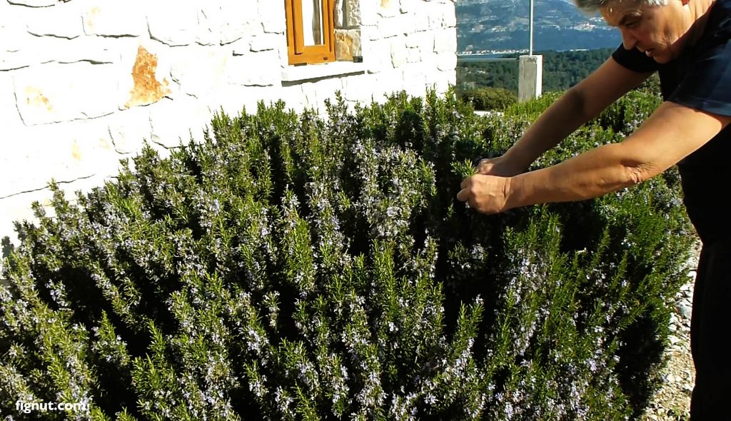 Light pruning rosemary bush in later winter/ early spring