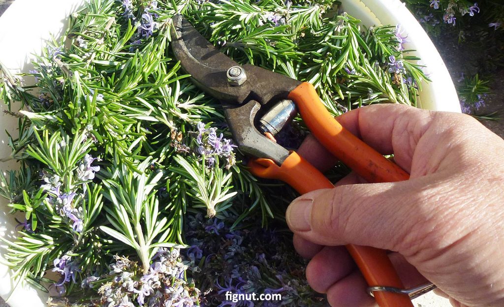 Pruning shears for general pruning