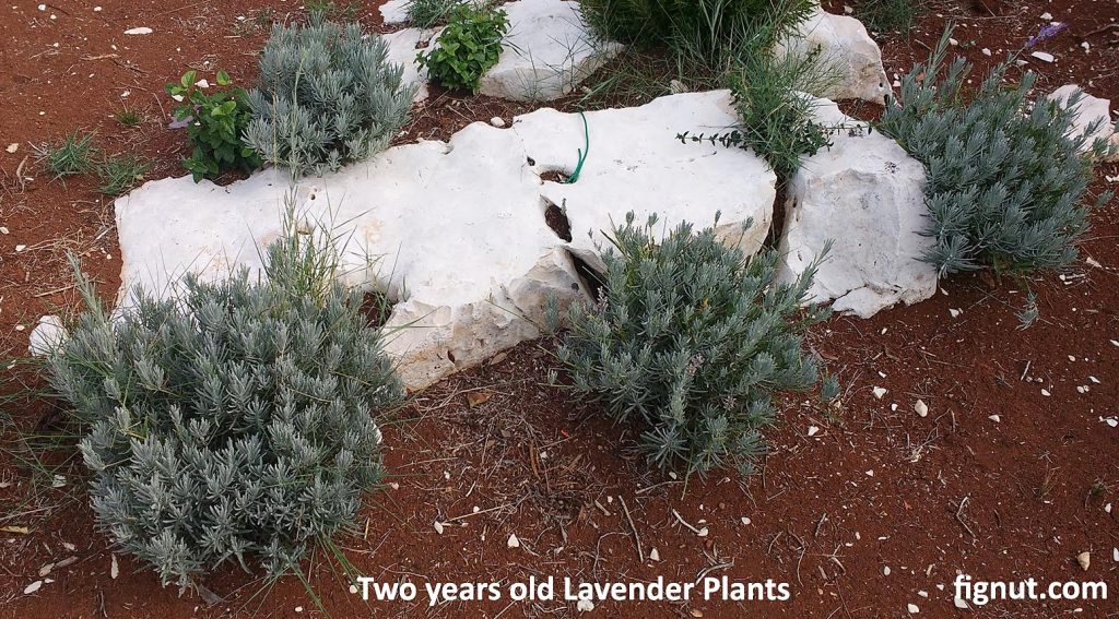 Cluster of two years old lavender plants