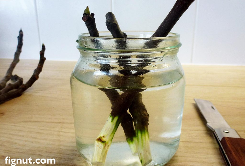 Root fig tree cuttings in the water in the winter