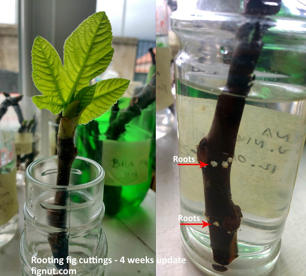 A large leaf and smaller one are now developed, roots are also developing - fig cuttings after about 4 weeks