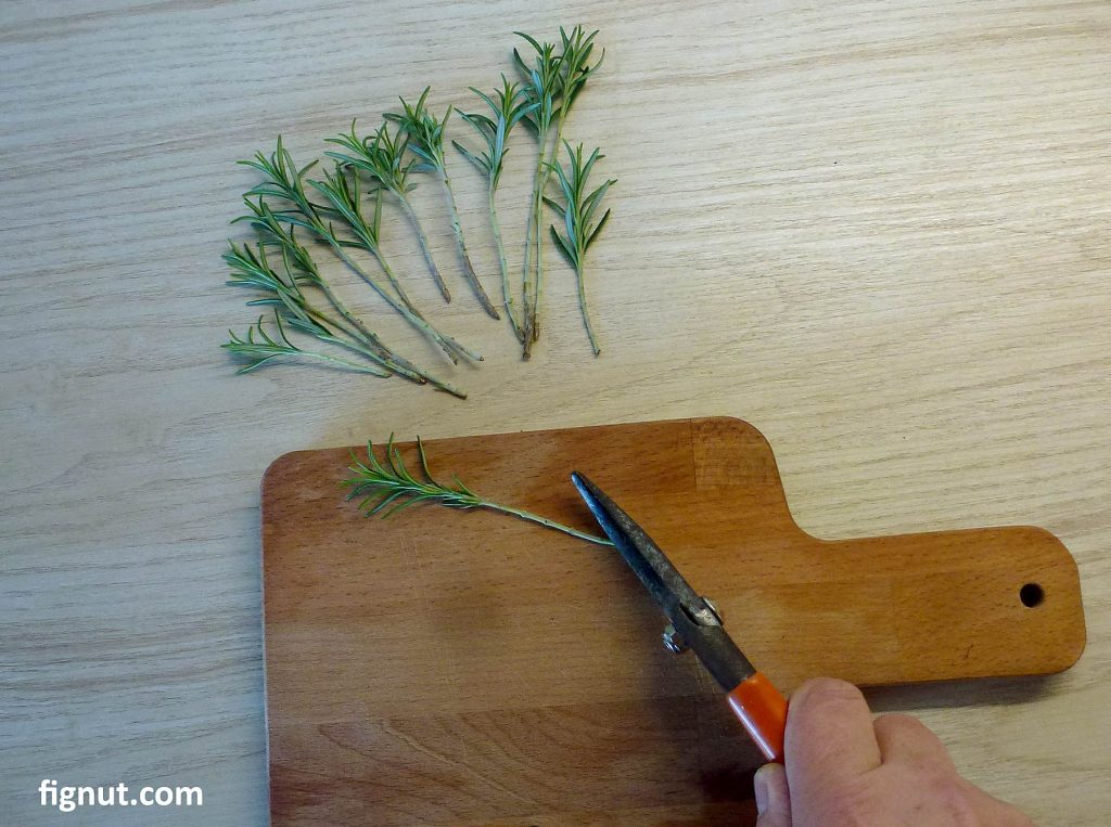 Use pruning shears to flatten the bottom bit of the stems