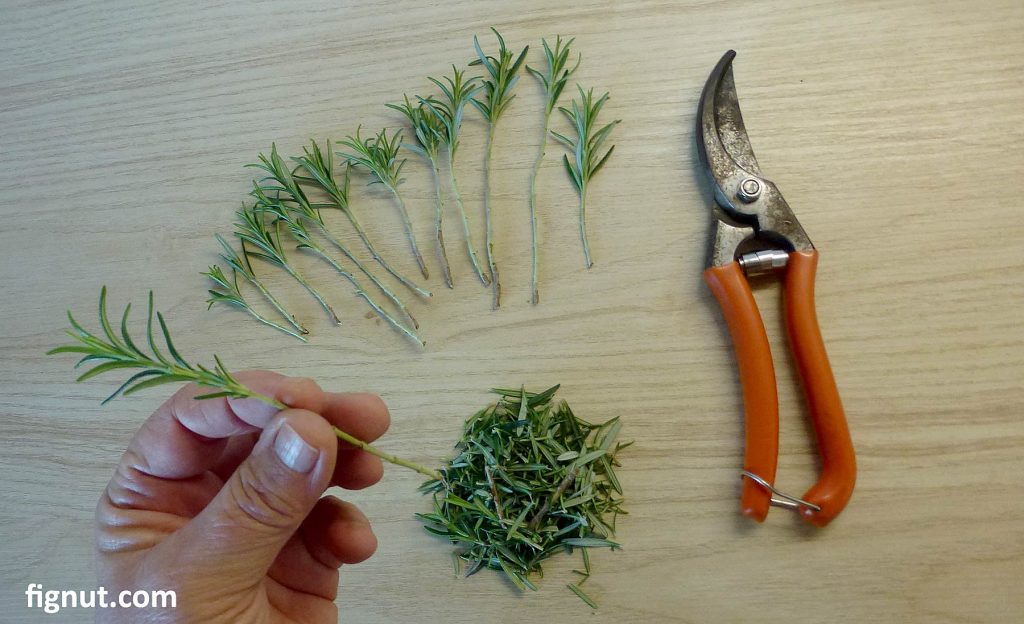 How To Grow Rosemary From Cuttings With Photos Video 