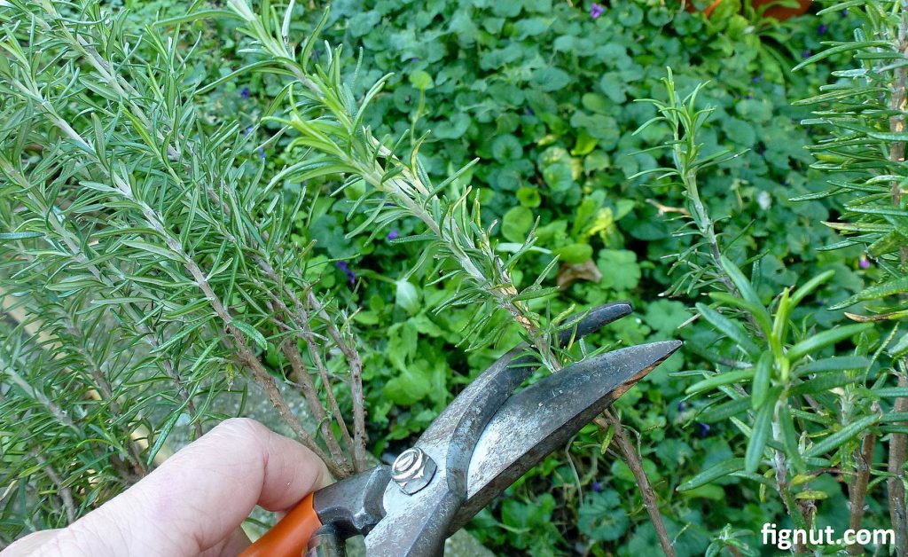 Take cuttings with pruning scissors