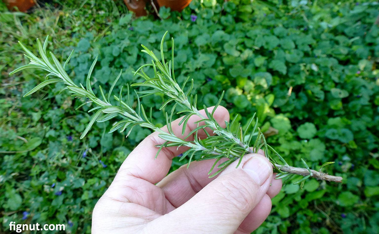 How to Grow Rosemary from Cuttings (With Photos & Video)