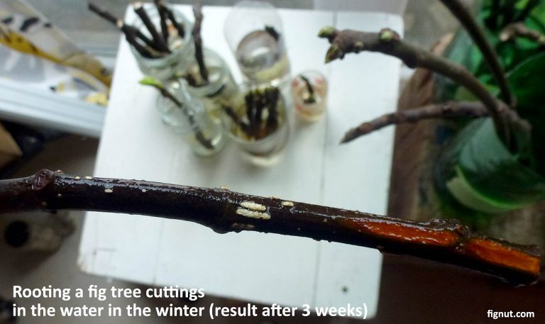 How To Start A Fig Tree From A Cutting - Rooting Figs - FigNut