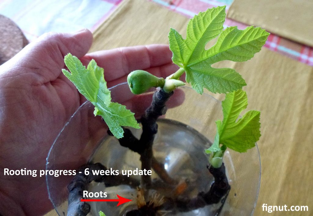 A large leaves and a fruits are now developed, roots are also growing - fig cuttings after about 6 weeks
