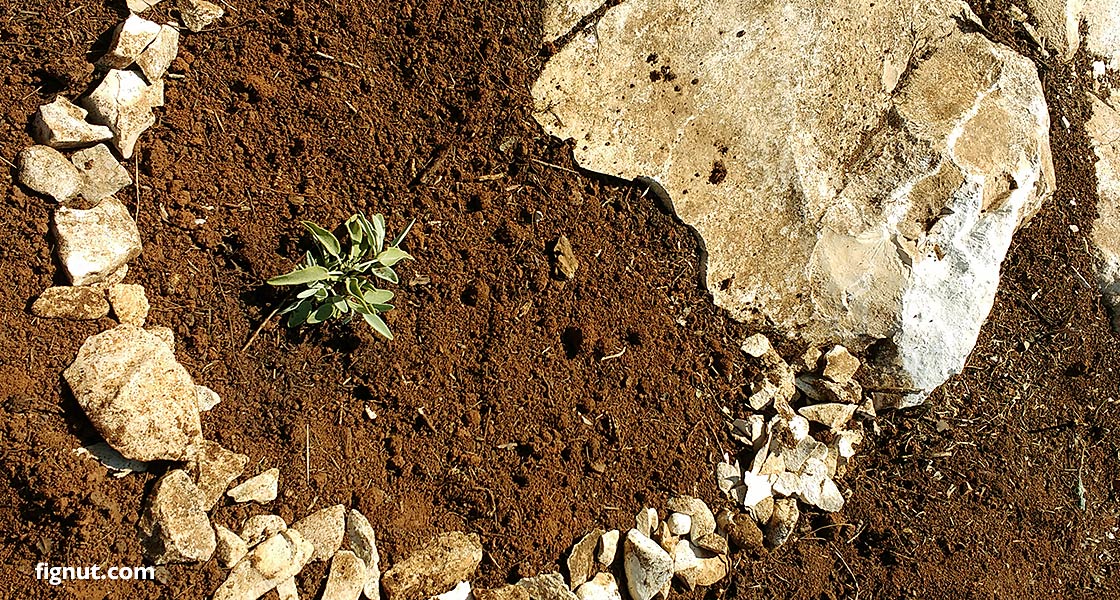 Sage baby plant, recently planted near the rocks