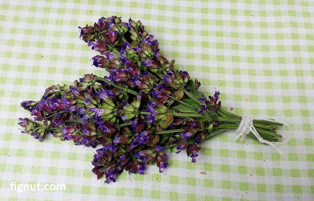 Sage flowers bouquet tied and ready to be hanged to dry