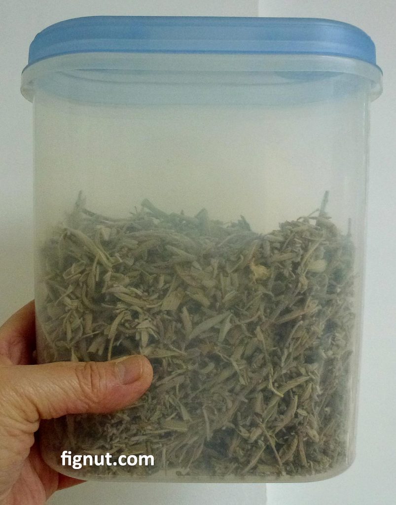 Dried sage leaves in a plastic storage box with lid