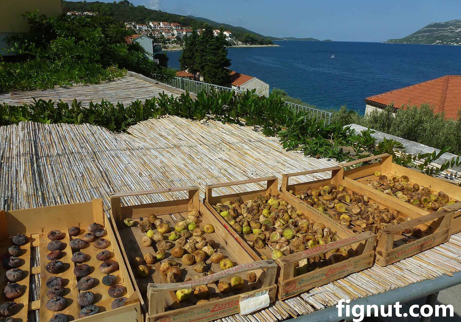 How to Dry Figs - Sun-drying method - FigNut
