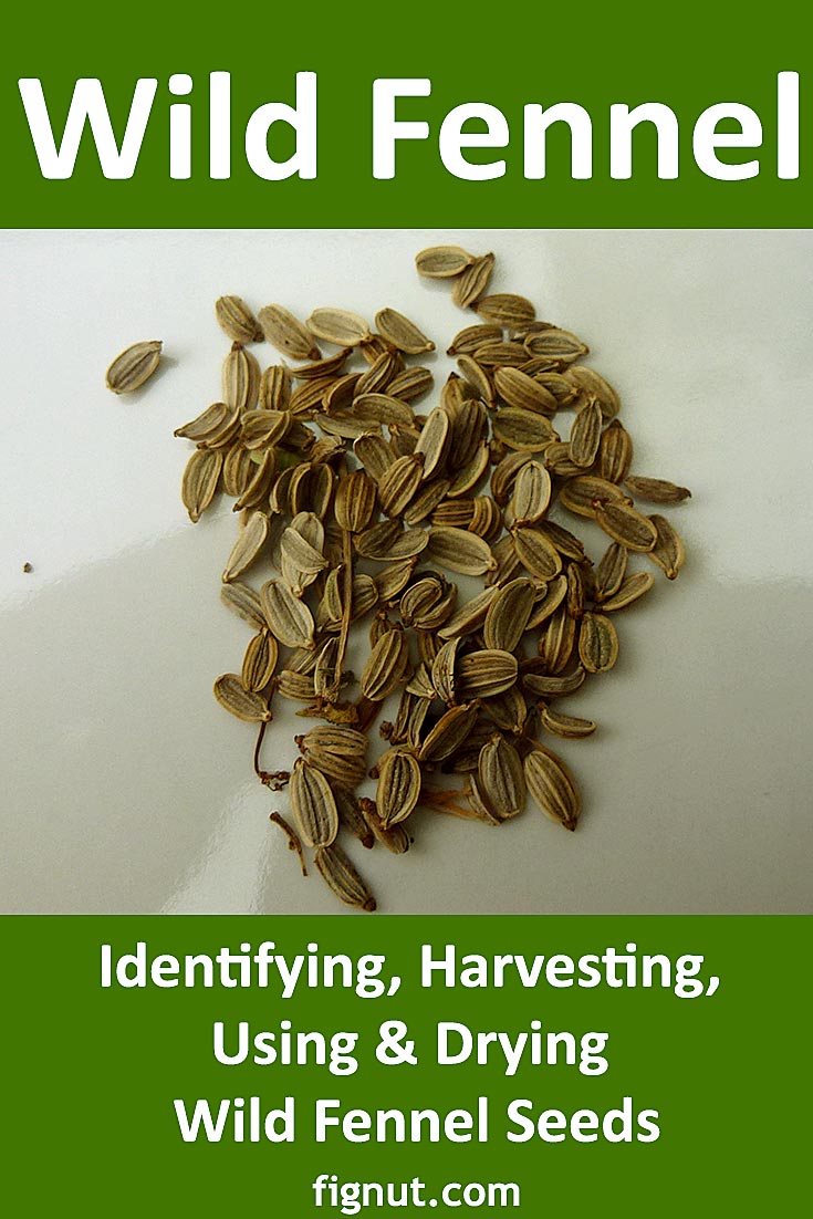 Wild Fennel Identifying, Harvesting, Using & Drying Seeds FigNut