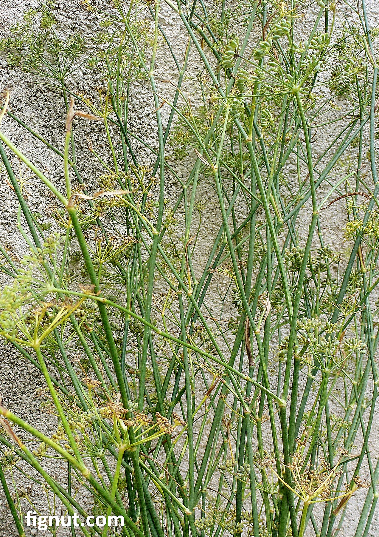 Wild Fennel Identifying, Harvesting, Using & Drying Seeds FigNut